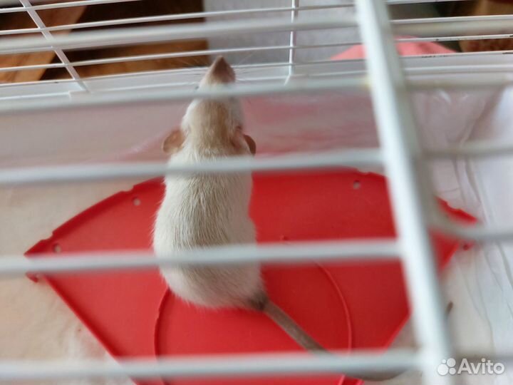 Крысята от сиамской дамбо пары