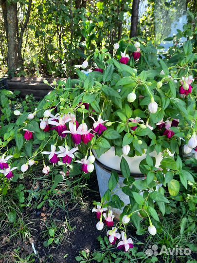 Фуксия ампельная