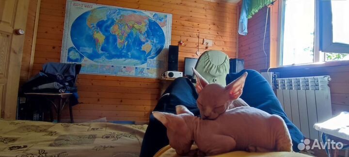 Канадский сфинкс котенок