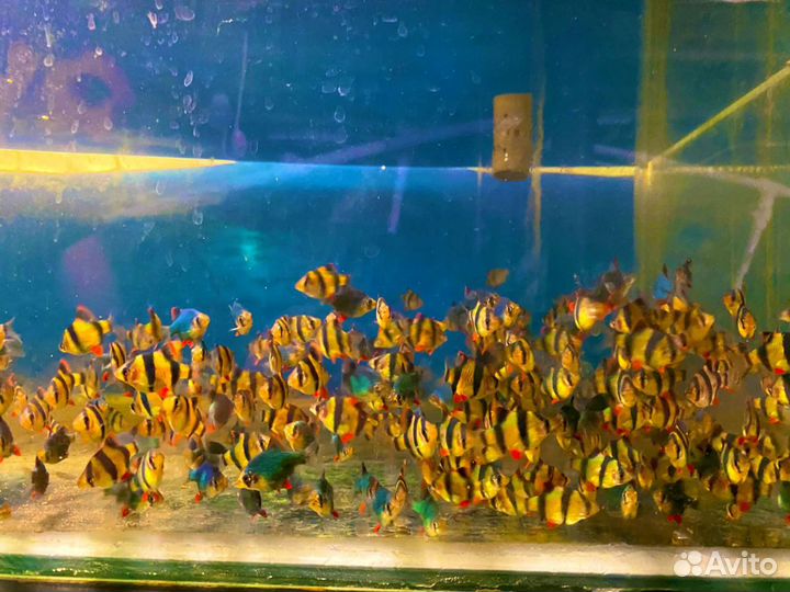 Аквариумные рыбки