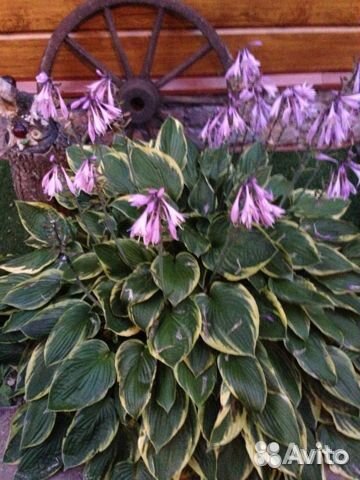 Хосты - растения для тени и полутени