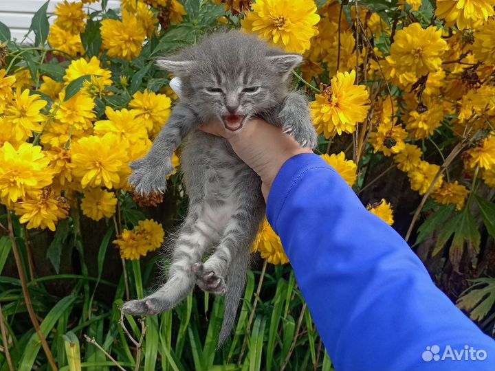 Котёнок дымчатый