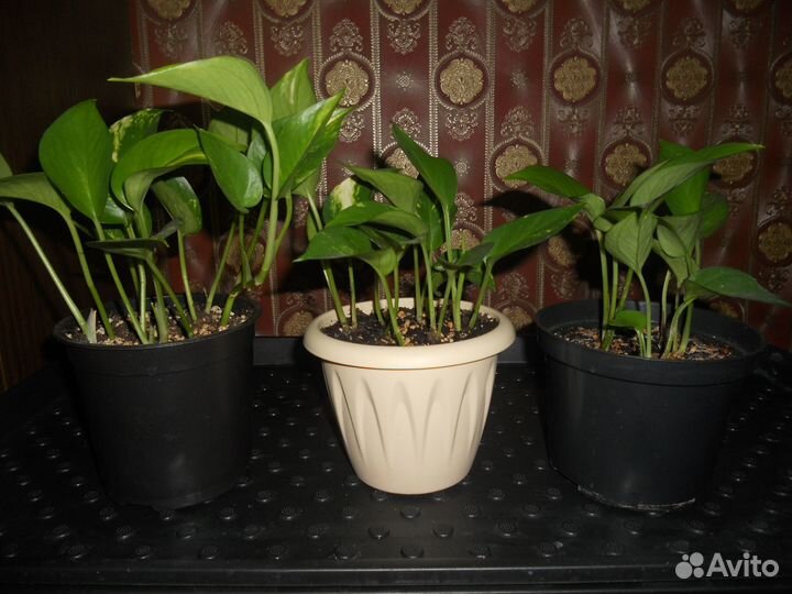 Эпипремнум золотистый