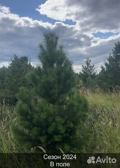 Сосна сентябрьская пушистая оптом