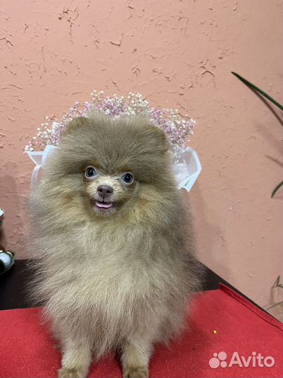 Померанский шпиц