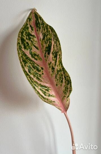 Розовая Аглаонема баттерфляй