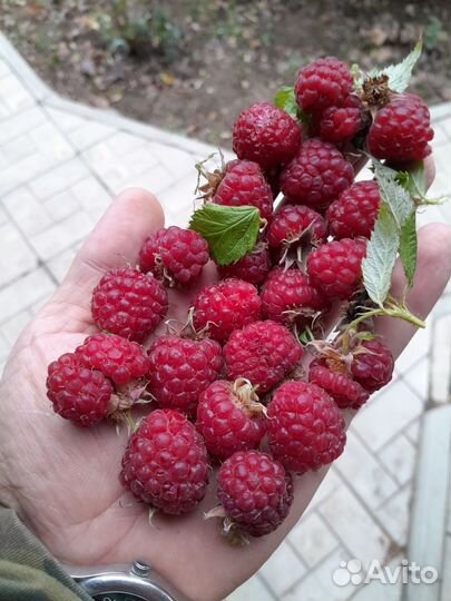 Малина Брянское Диво ремонтантная саженцы