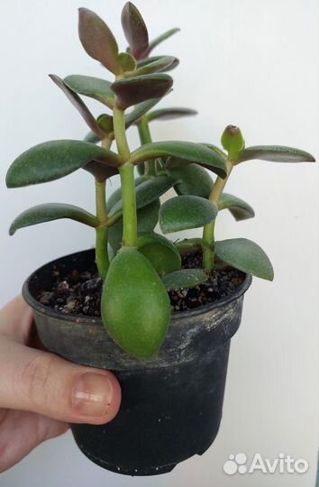 Комнатные цветы набор