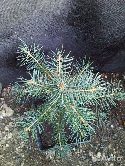 Ель колючая голубая, Ель голубая Санта фе