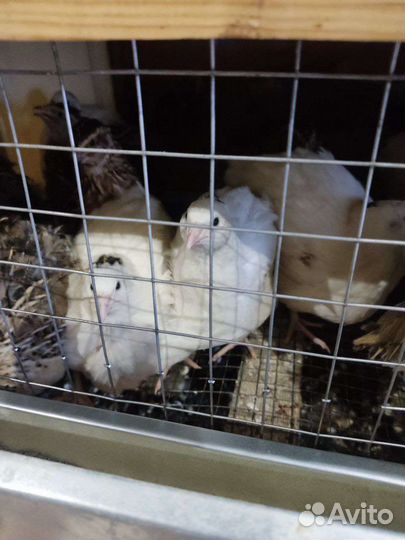 Перепёлки и перепелиные яйца