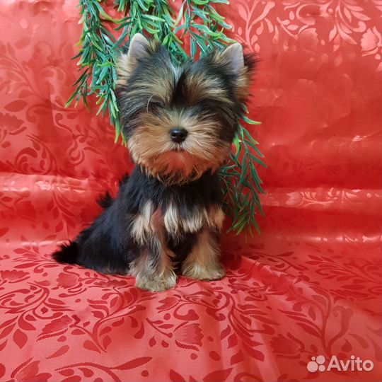 Йоркширский терьер мини девочка