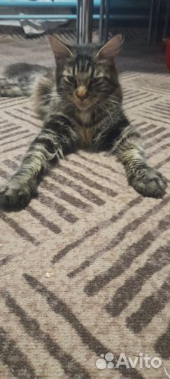 Котята мейн-кун бесплатно