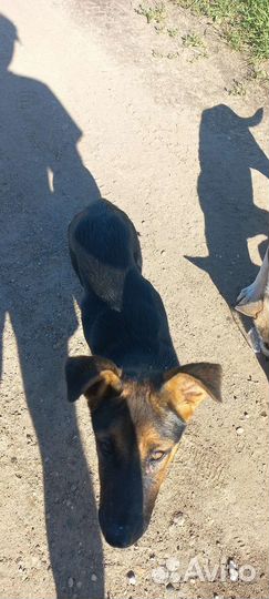 Собака в добрые руки