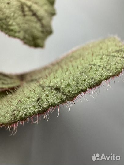 Бегония debaoensis