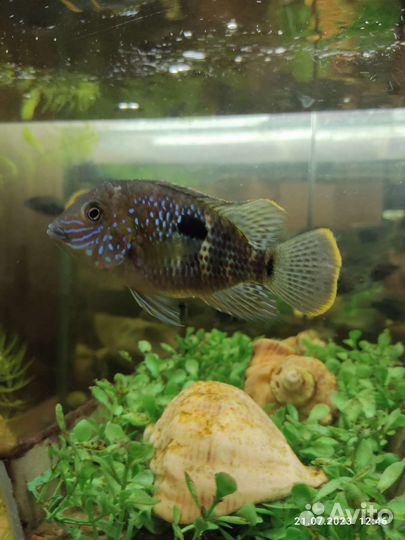 Бирюзовая акара