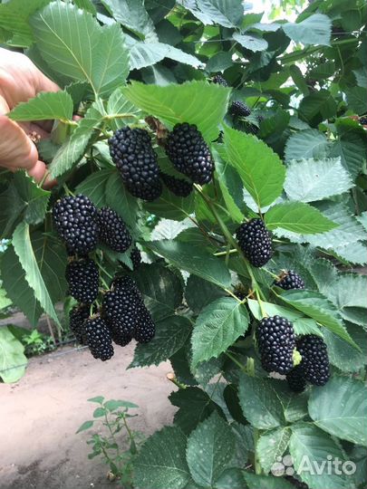 Саженцы ремонтантаной ежевики Блек Джем