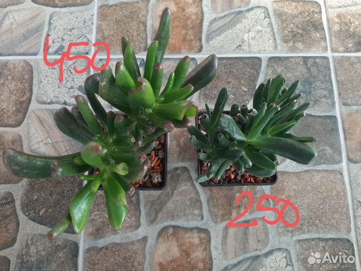Крассула овата Голлум(Crassula ovata Gollum)