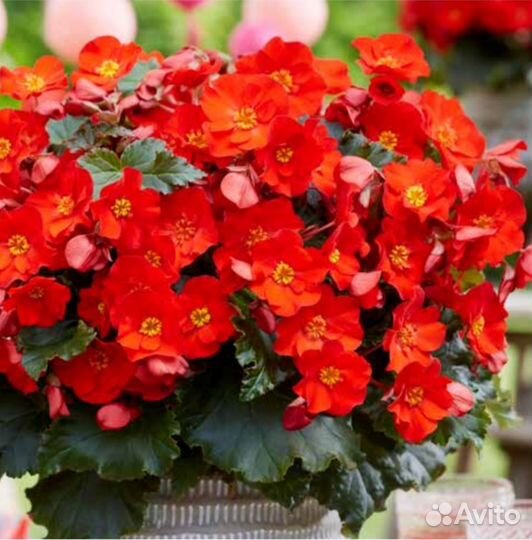 Бегония элатиор G. Macarouge