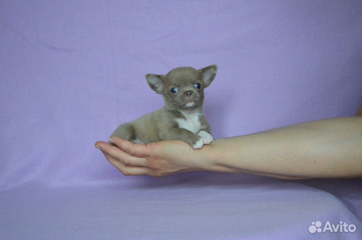 Короткошерстная лиловопалевая девочка