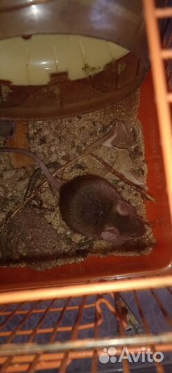 Мышь цветная декоративная