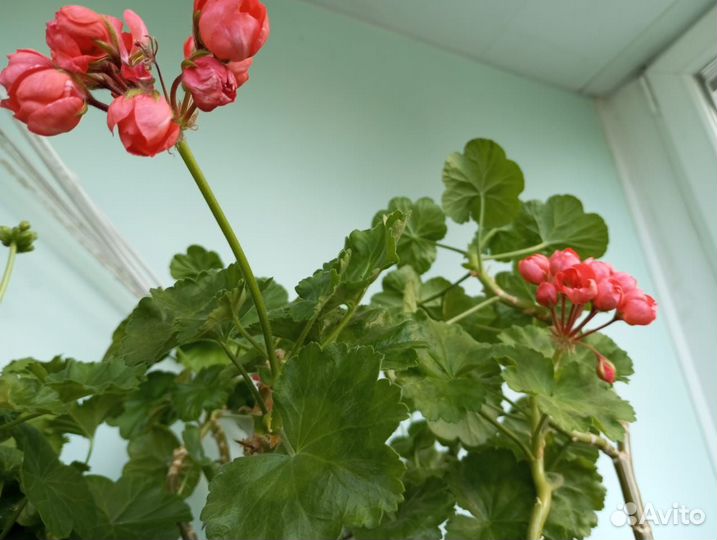 Герань тюльпановидная