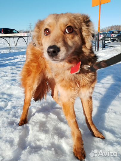 Фунтик скромняга