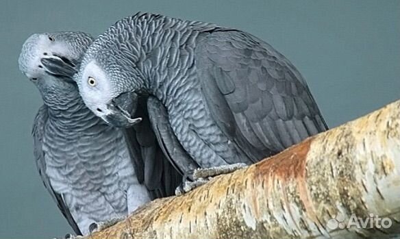 Пара больших попугаев