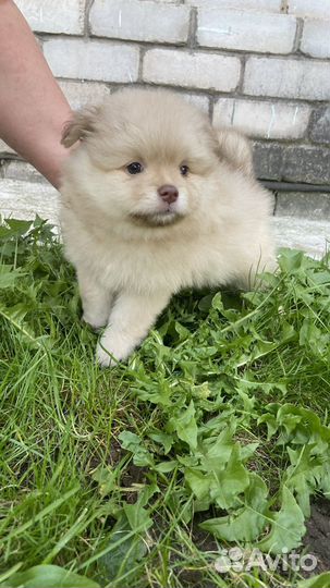 Щенок шпица