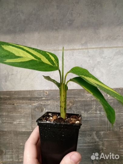 Ктенанта лубберса