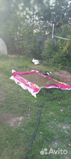 Семья индоуток