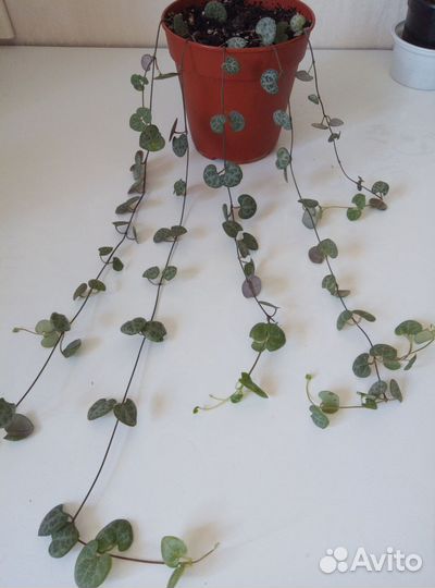 Церопегия Вуда вариегатная, обычная. Суккуленты