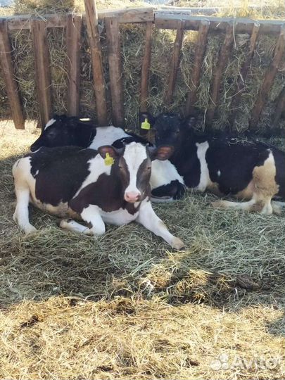 Телята телочки