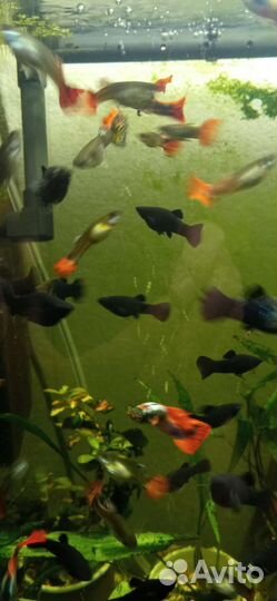 Аквариумные рыбки