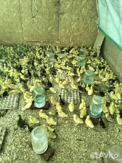 Цыплята бройлеры