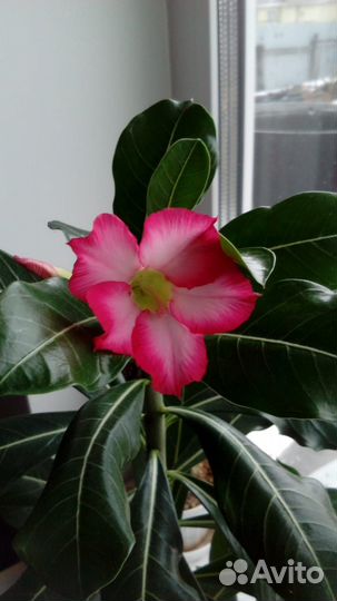 Продам адениум