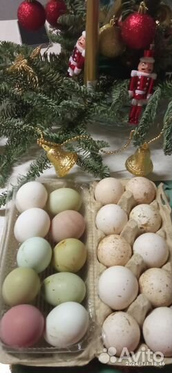 Домашние куриные и индюшиные яйца