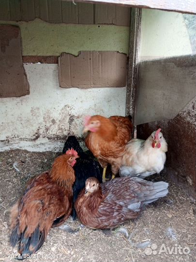 Молодые петухи