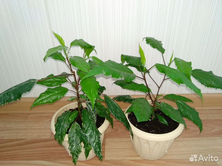 Гибискус(китайская роза)