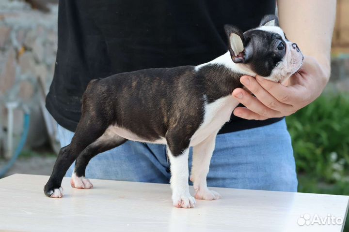 Бостон терьер