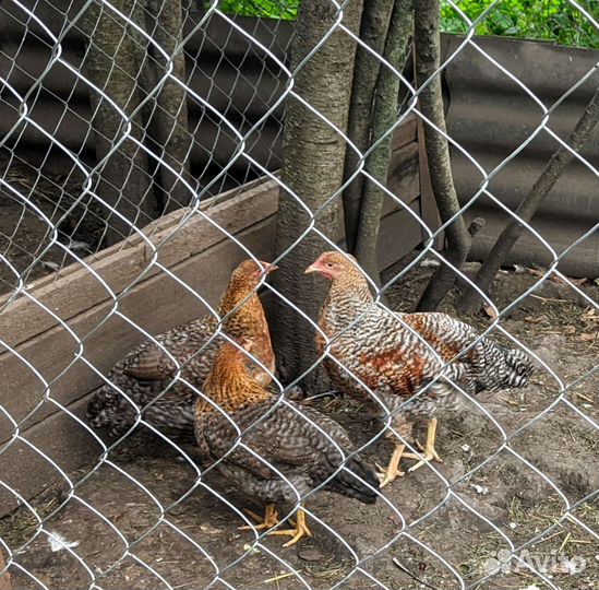 Молодой петух Белефельдер