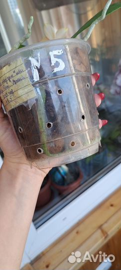 Детка орхидеи мистерпис арома