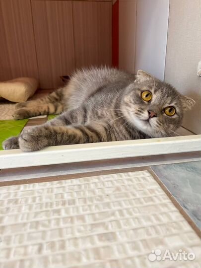 Кошечка с намёком на породу