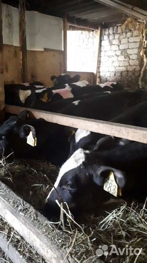 Бычки,телушки