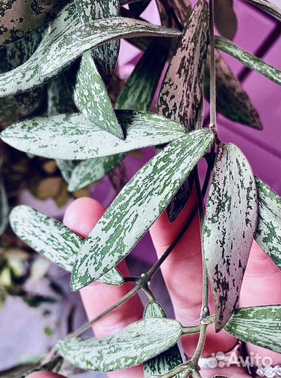 Хойи №6 (срезом)