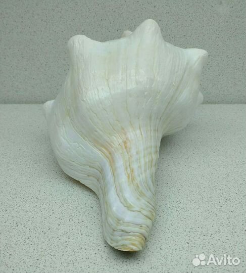 Плеуроплока 19,9 морская ракушка раковина