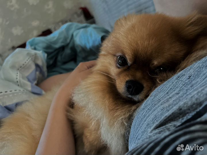 Померанский шпиц вязка