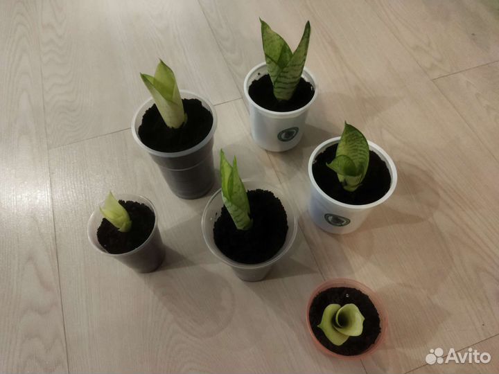 Сансевиерия ханни