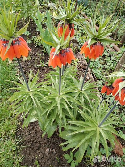 Луковицы рябчика