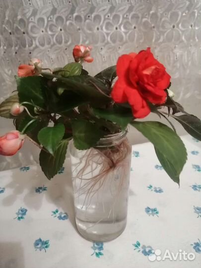 Бальзамин махровый