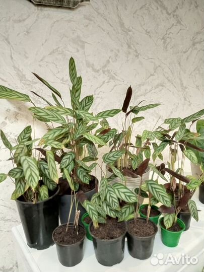 Калатея, Сансевиерия, Фикус Бенджамина, кактусы